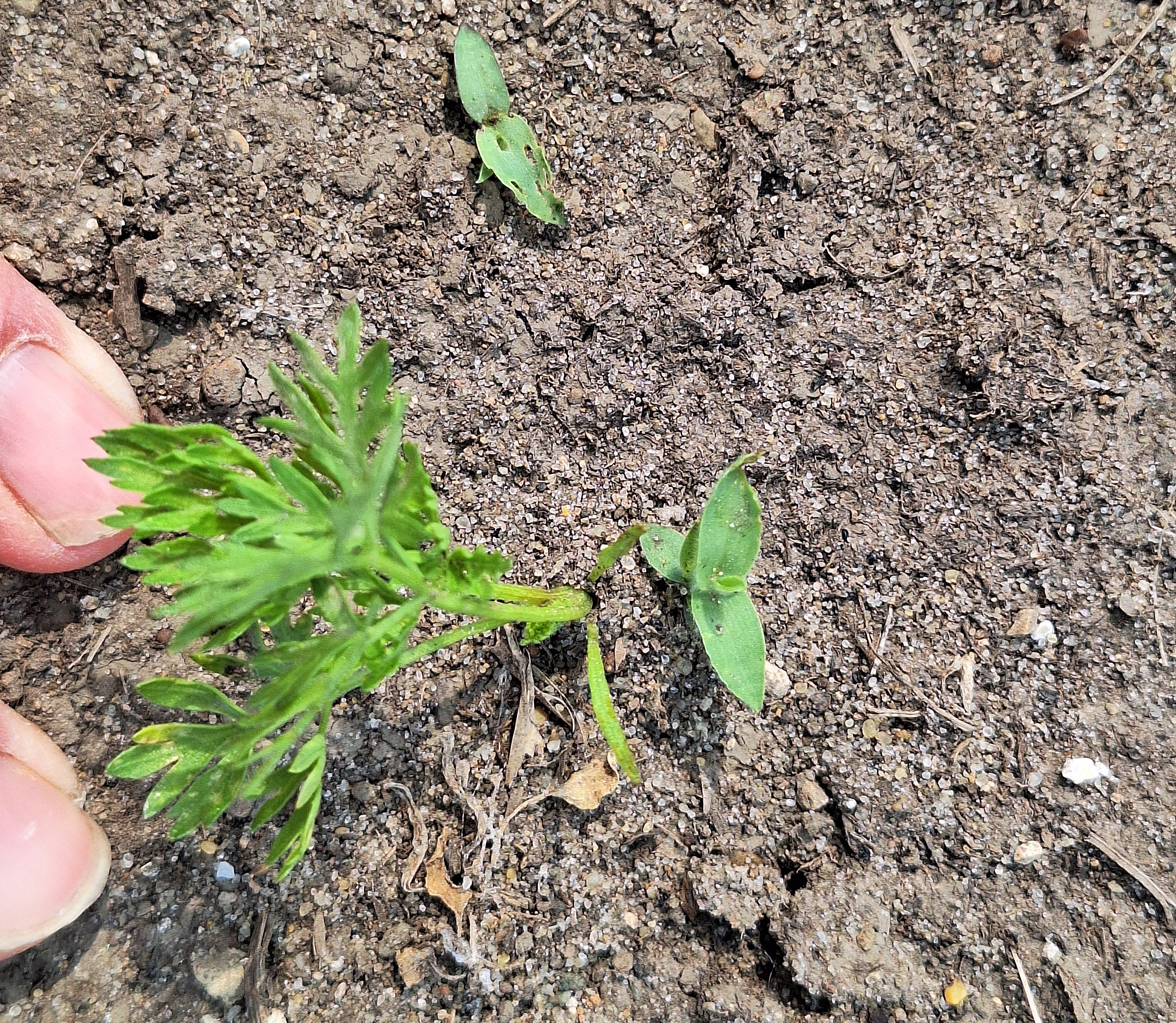 Crabgrass seedling next a carrot seedling.
